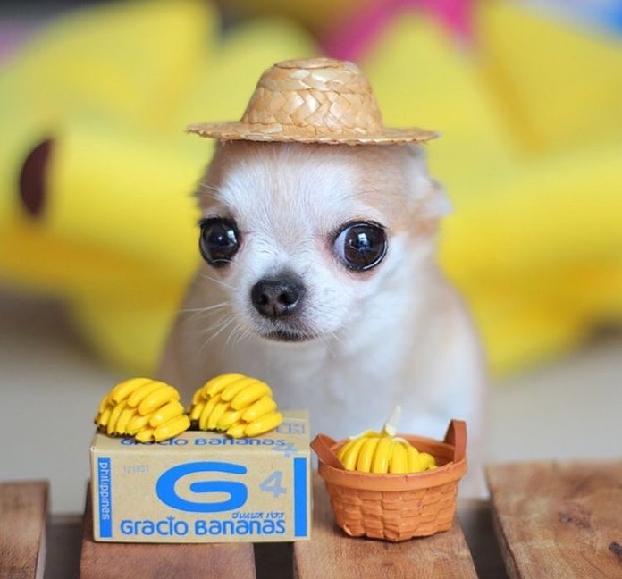 CHIQUITA logo